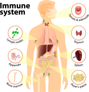  Image of What is Immunity