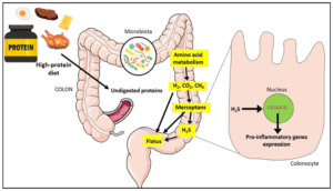 Broken gut -a lurking reason behind obesity