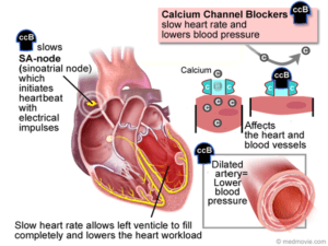 Image of How do calcium channel blockers reduce blood pressure?