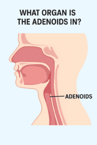 What Organ Is The Adenoids In