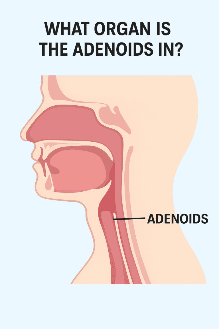 What organ is the adenoids in?