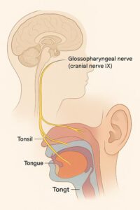 How do you know if your glossopharyngeal nerve is damaged?