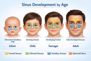 At What Age Do Sinuses Develop?