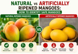 Natural vs Artificially Ripened Mangoes: